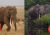 African Elephant Species Redlisted By IUCN as Endangered African elephants redlisted by IUCN