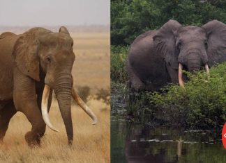 African Elephant Species Redlisted By IUCN as Endangered African elephants redlisted by IUCN