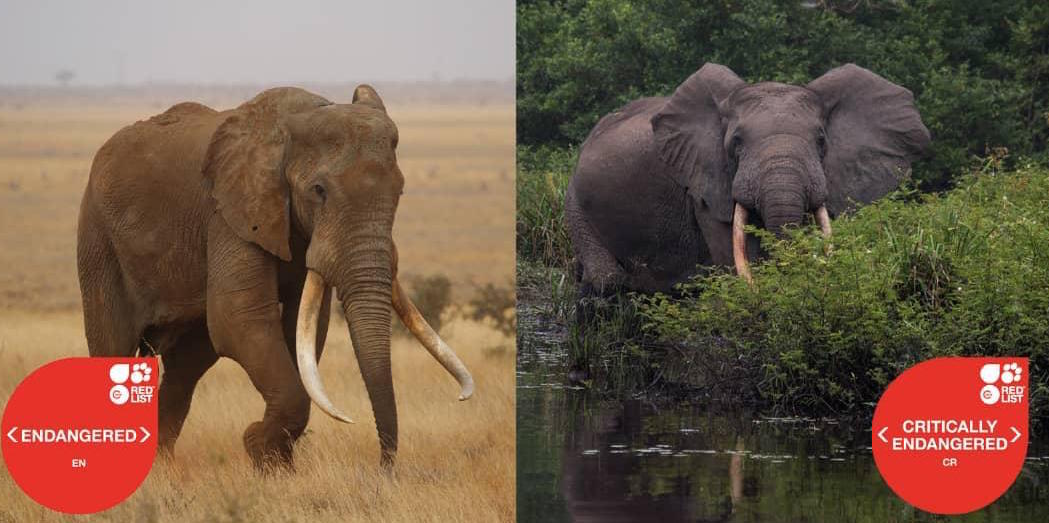 African Elephant Species Redlisted By IUCN as Endangered