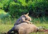 Rhino Dead at Zziwa Sanctuary Uganda female rhino