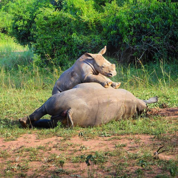 female rhino