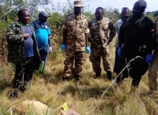 Lion Killers in Uganda Caught killed lion Queen Elizabeth
