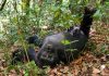 World Bank Advises Uganda to Change Tourism Strategy Mountain Gorilla in Bwindi
