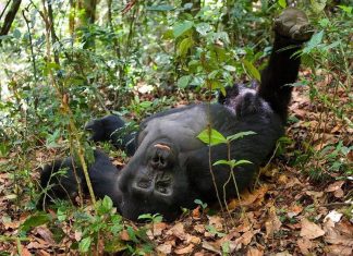 World Bank Advises Uganda to Change Tourism Strategy Mountain Gorilla in Bwindi