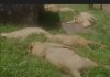 A pride of Lions Found Dead in Queen Elizabeth National Park six lions dead Uganda