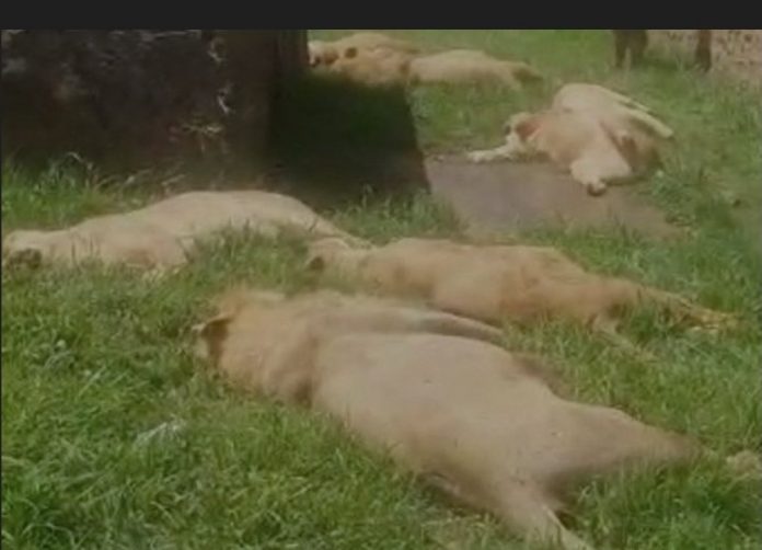 six lions dead Uganda