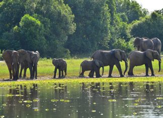 Tips on Planning a Trip to Uganda