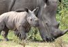 UWA Takes Over The Security of Rhinos at Zziwa Rhino Sanctuary
