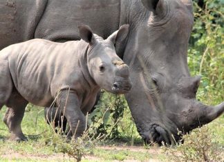 UWA Takes Over The Security of Rhinos at Zziwa Rhino Sanctuary