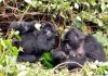 It is World Gorilla Day 2022! gorillas in the wild