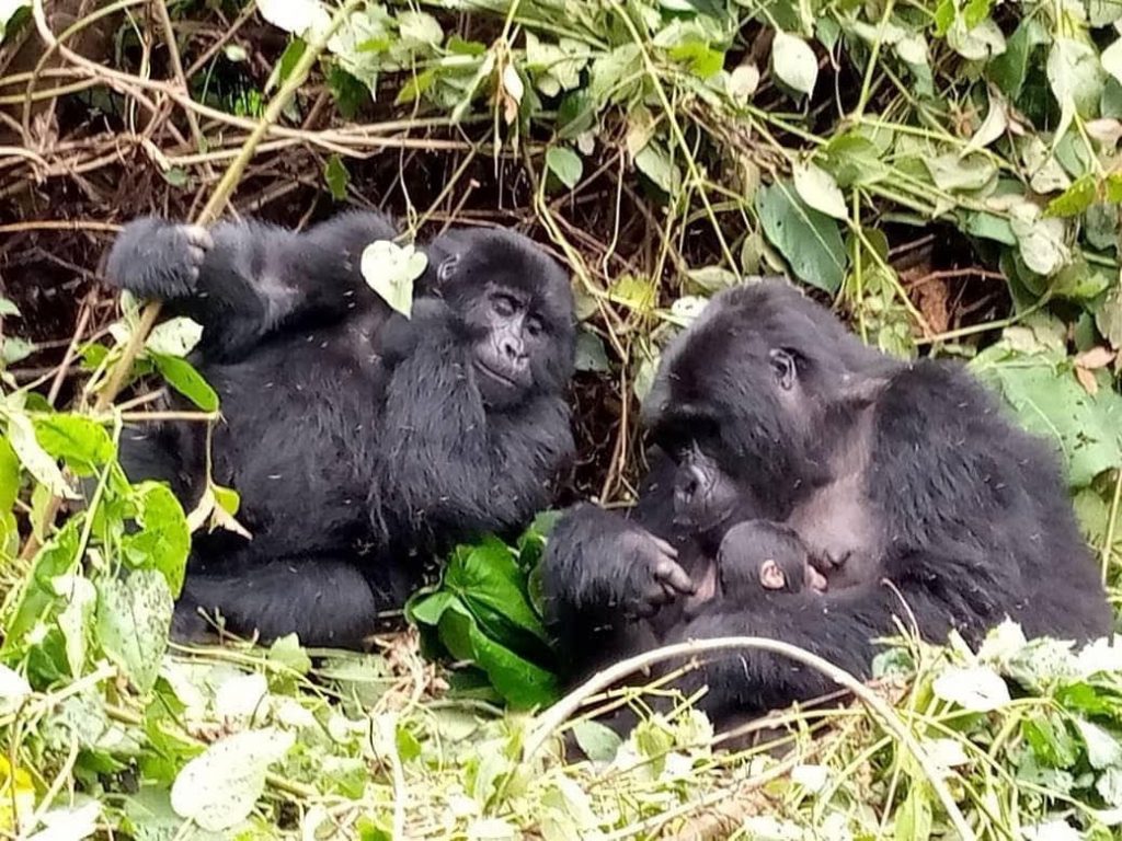 gorillas in the wild