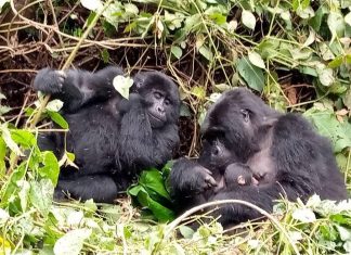 New Baby in Bitukura Gorilla Group gorillas in the wild