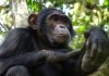 Know Your Wildlife – Chimpanzees in Uganda