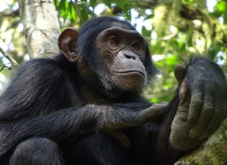 Know Your Wildlife – Chimpanzees in Uganda