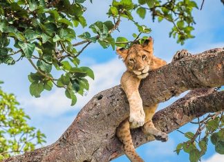 Uganda Features on the CNN’s List as One of The Best Destinations to Visit in 2023