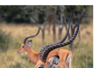 How to Prepare for a Self Drive in Uganda Vacation