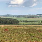 Sugar Cane Plantations