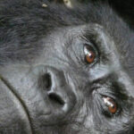 cropped-Gorillas.jpg