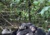 Baby Gorilla Born in Bwindi Impenetrable National Park Photo credit: Uganda Wildlife Authority