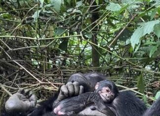 Baby Gorilla Born in Bwindi Impenetrable National Park Photo credit: Uganda Wildlife Authority