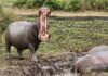 Know your Wildlife; Hippopotamus in Uganda