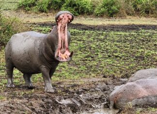 Know your Wildlife; Hippopotamus in Uganda