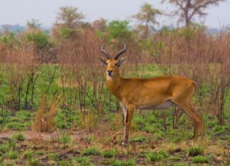 200 Kobs Relocated from Murchison Falls to Kidepo