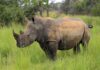 Rhino Numbers Increase at Ziwa Rhino Sanctuary