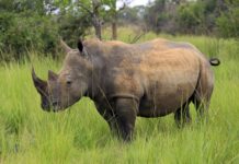 Rhino Numbers Increase at Ziwa Rhino Sanctuary