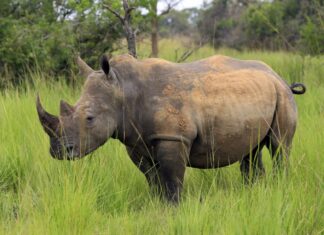 Rhino Numbers Increase at Ziwa Rhino Sanctuary