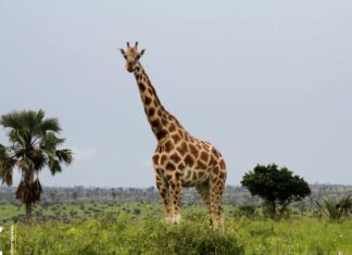 About Murchison Falls National Park