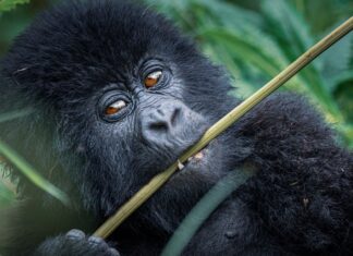 Mountain Gorillas in Uganda Uganda Mountain Gorillas
