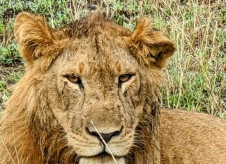 Tourism Development in Uganda Since Independence