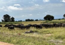 Queen Elizabeth National Park: A Comprehensive Guide