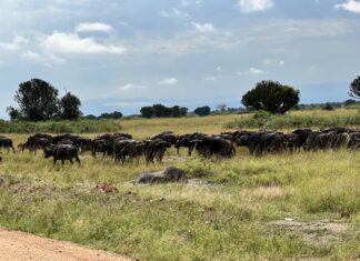 Queen Elizabeth National Park: A Comprehensive Guide