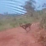 African Painted Dog Kidepo