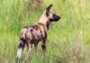 Rediscovery of Wild Dogs in Uganda: A Glorious Return wild dog Uganda