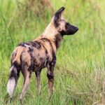 Wild dogs Uganda