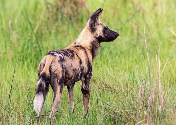 wild dog Uganda