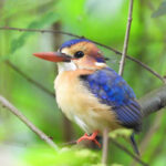african-pygmy-kingfisher-in-uganda