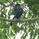 black-and-white-casqued-hornbill-in-uganda