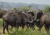 The State of Wildlife Resources in Uganda 2026: What It Means for Travelers and Conservation