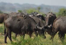 The State of Wildlife Resources in Uganda 2026: What It Means for Travelers and Conservation
