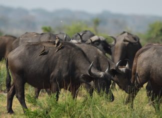 The State of Wildlife Resources in Uganda 2026: What It Means for Travelers and Conservation