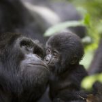 Gorillas