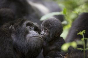 Baby Gorilla - Bwindi Impenetrable NP