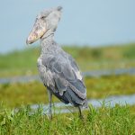 Shoebill