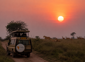 Inside Uganda’s Tourism Business: How Tour Operators Drive Safari Experiences and Economic Growth Uganda's Beautiful Sunset